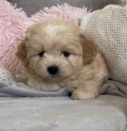 Maltipoo