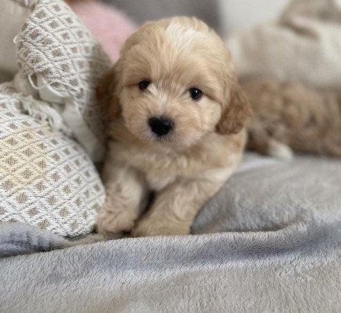 Maltipoo