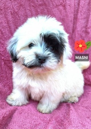 Bichon havanese