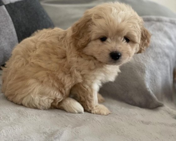 Maltipoo