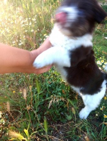 Bichon Havanese