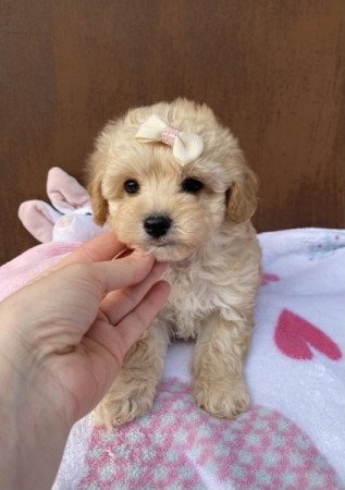 Maltipoo maltai es toy/ torpe uszkar