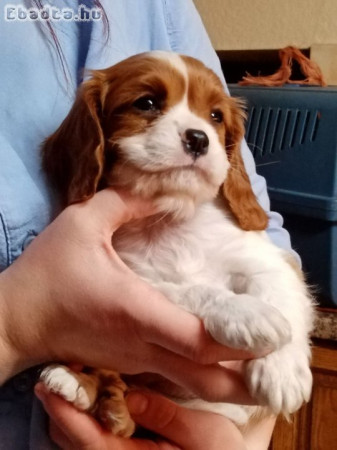 Cavalier King Charles spániel kiskutyák eladók