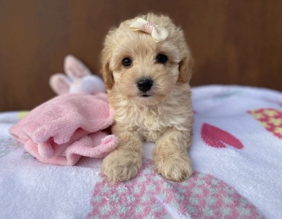 Maltipoo maltai es toy/ torpe uszkar