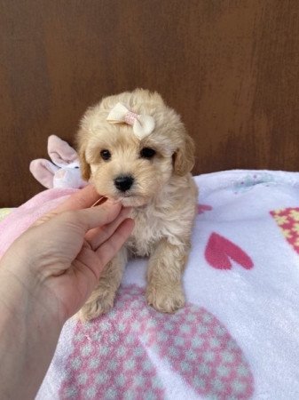 Maltipoo maltai es toy/ torpe uszkar