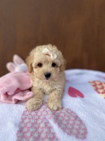 Maltipoo maltai es toy/ torpe uszkar