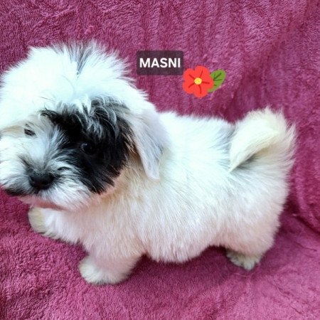 Bichon havanese