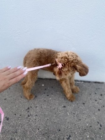 Maltipoo maltai es torpe/ toy uszkar