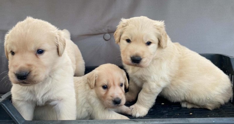 Golden retriever