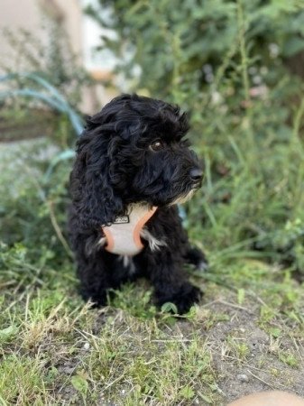 Maltipoo maltai uszkar