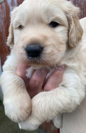 Golden retriever