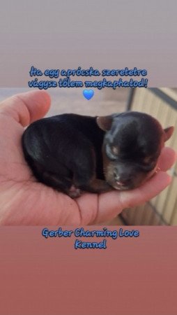 Yorkshire terrier