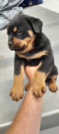 Rottweiler