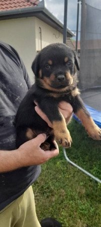 Rottweiler
