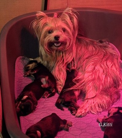 Yorkshire terrier
