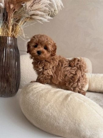 Cavapoo