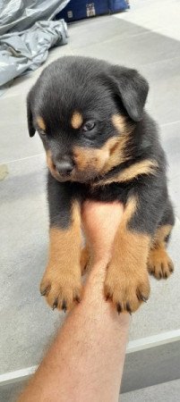 Rottweiler