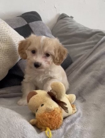 Maltipoo maltai es torpe uszkar