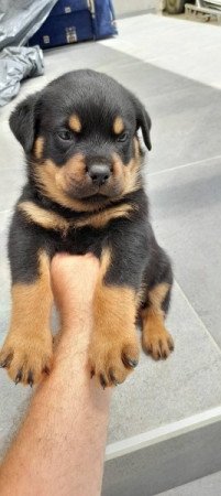 Rottweiler
