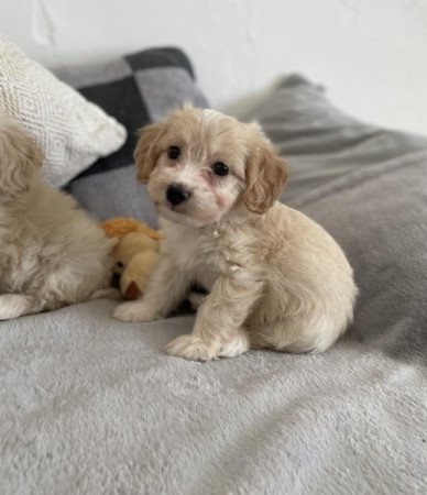 Maltipoo maltai es torpe uszkar