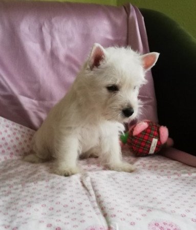 West highland white terrier