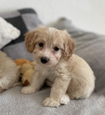 Maltipoo maltai es torpe uszkar