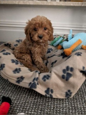 Cavapoo