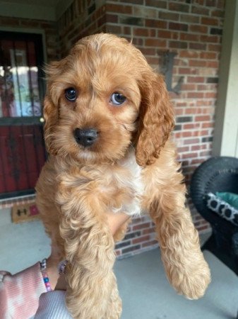 Cavapoo