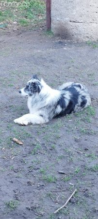 Border Collie (Merle)