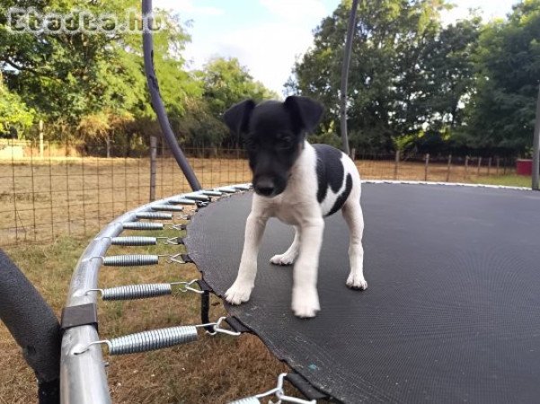 Fox terrier kölykök