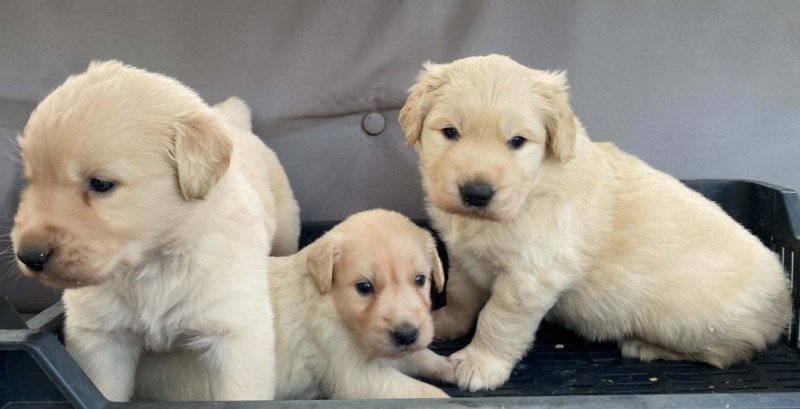 Golden retriever