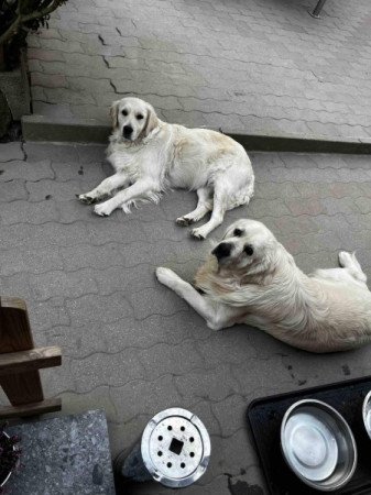 Golden Retriever