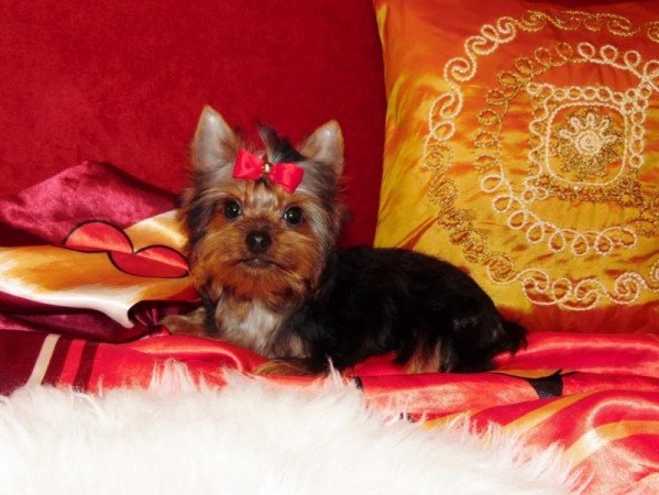 Yorkshire Terrier, Yorki
