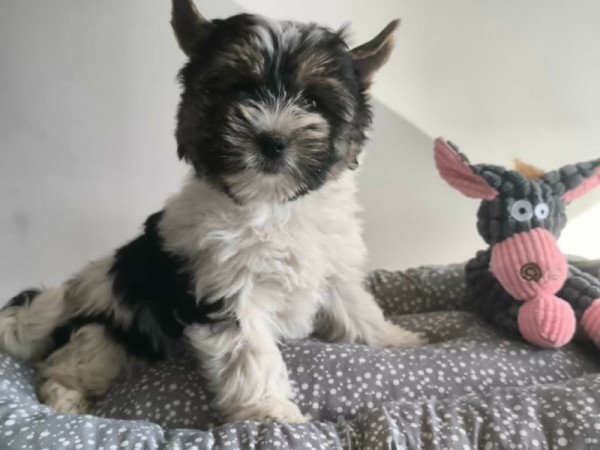 yorki