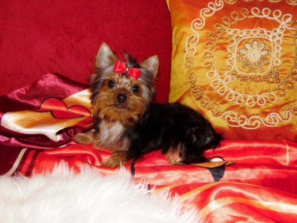 Yorkshire Terrier, Yorki