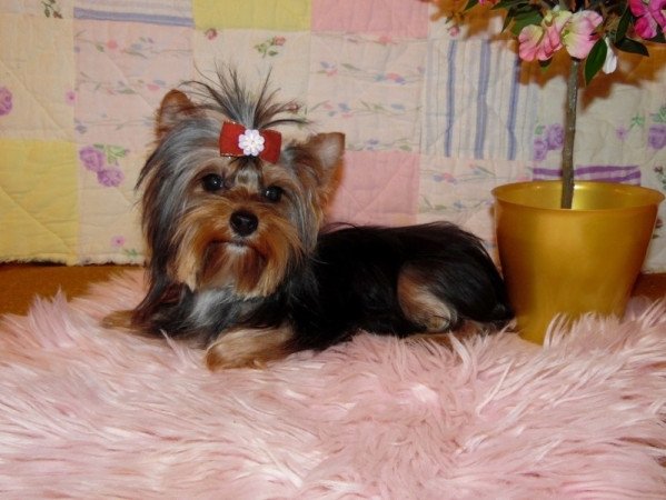 Yorkshire Terrier, Yorki