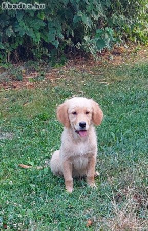 Golden Retriever  elvihető