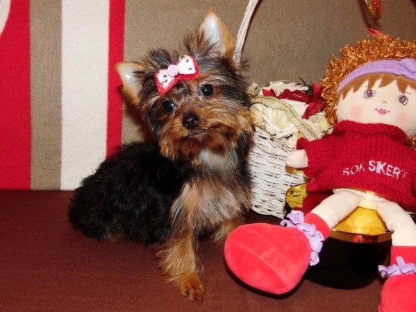 Yorkshire Terrier, Yorki