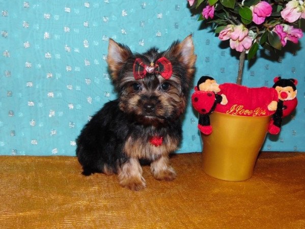 Yorkshire Terrier, Yorki