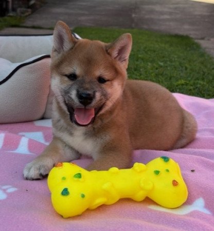 Shiba inu