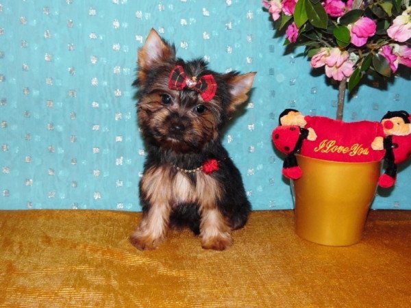 Yorkshire Terrier, Yorki