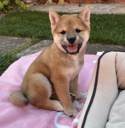 Shiba inu