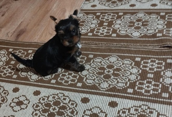 yorkshire terrier