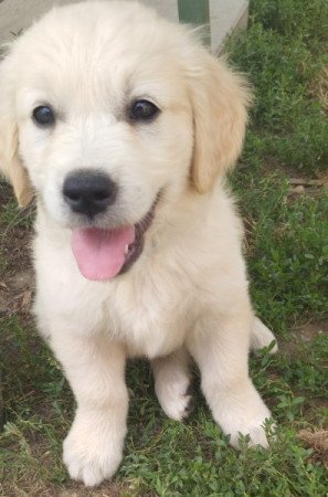 Golden retriever