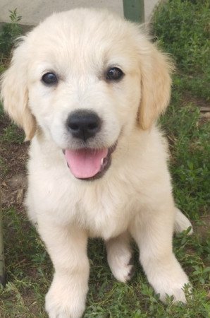 Golden retriever