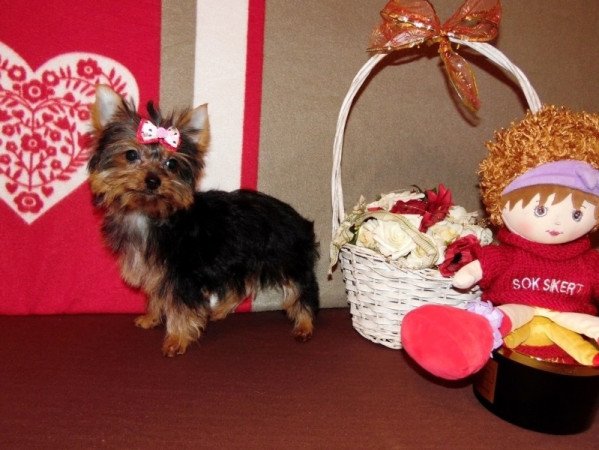 Yorkshire Terrier, Yorki
