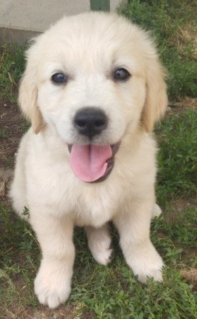 Golden retriever