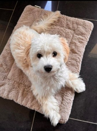 Máltai+uszkár=Maltipoo havanese bichon