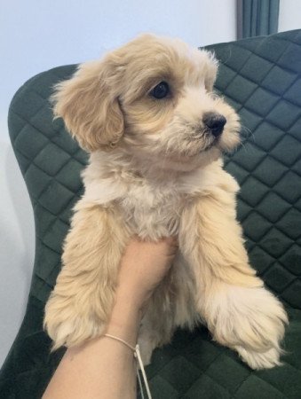 Maltipoo