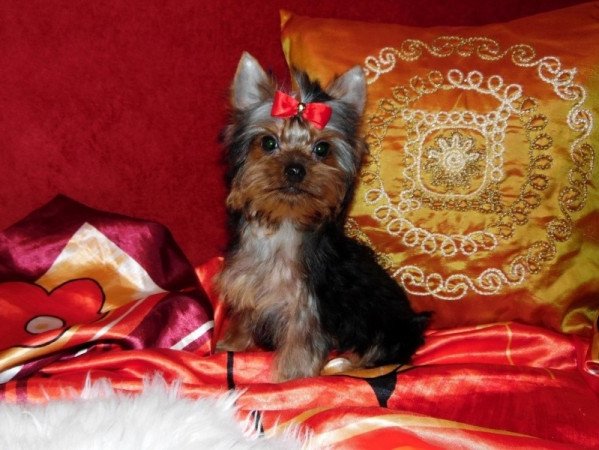 Yorkshire Terrier, Yorki